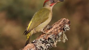 Picus viridis, Yeşil ağaçkakan, kuşlar