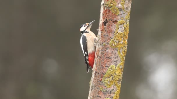 Picchio Rosso Maggiore Dendrocopos Major Uccelli — Video Stock