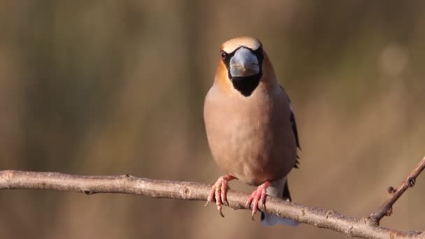 Hawfinch Coccothraustes Coccothraustes Kuşlar — Stok video