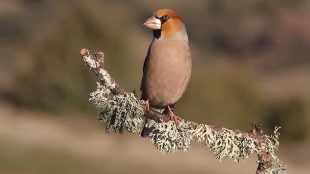 Hawfinch Coccothraustes Coccothraust Birds — Stock video