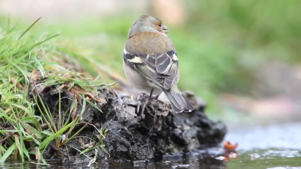 Épinoche Commune Fringilla Coelebs — Video