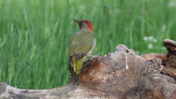 Picus Viridis Yeşil Ağaçkakan Kuşlar — Stok video