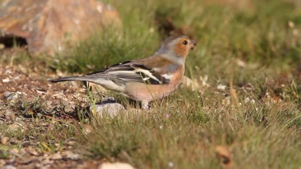 Gemeenschappelijke Chaffinch Fringilla Coelebs — Stockvideo