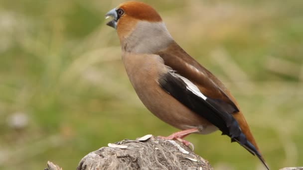 Hawfinch Coccothraustes Coccothraust Birds — Stock video