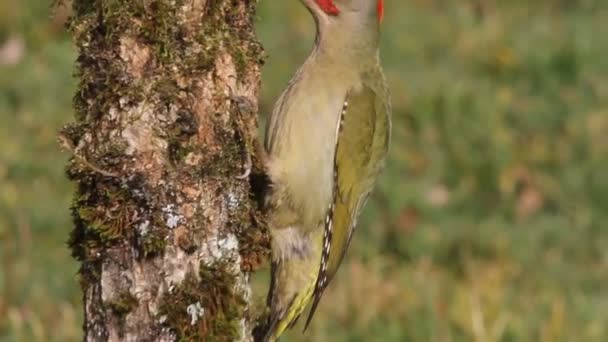 Picus Viridis Grünspecht Vögel — Stockvideo