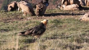 Lammergeier, Gypaetus barbatus, leş yiyiciler