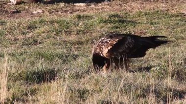 Lammergeier, Gypaetus barbatus, leş yiyiciler