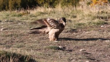 Lammergeier, Gypaetus barbatus, leş yiyiciler