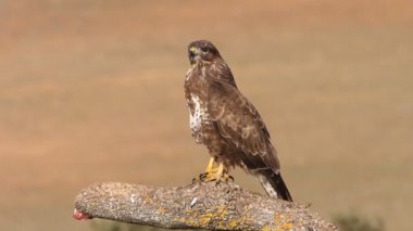 Yaygın Şahin, Buteo buteo