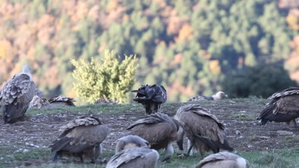 Lammergeier Gypaetus Bartarus Padlinożerców — Wideo stockowe