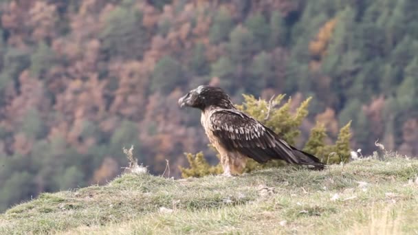 Lammergeier Gypaetus Barbatus Scavengers — Stock Video