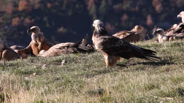 Lammergeier Gypaetus Bartarus Padlinożerców — Wideo stockowe