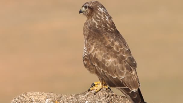 Buitre Común Buteo Buteo — Vídeos de Stock