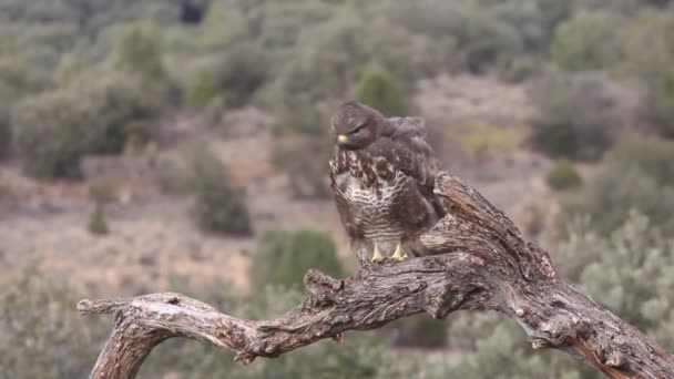 Káně Lesní Buteo Buteo — Stock video