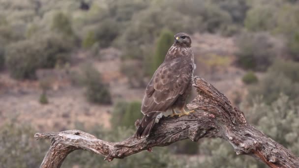 Канюк Звичайний Buteo Buteo — стокове відео