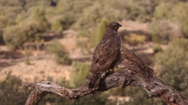 Yaygın Şahin, Buteo buteo