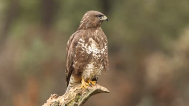 Yaygın Şahin, Buteo buteo