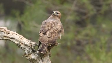 Yaygın Şahin, Buteo buteo