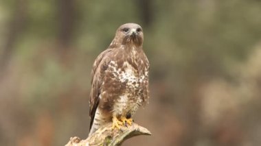 Yaygın Şahin, Buteo buteo
