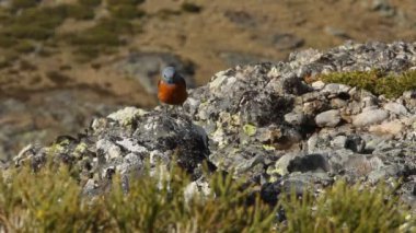 Rufous kuyruklu kaya ardıç kuşu nun erkeği, Monticola saksafon