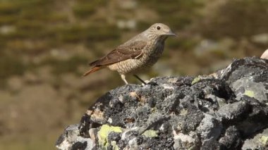 Rufous kuyruklu kaya ardıç kuşunun dişisi, Monticola saksafon