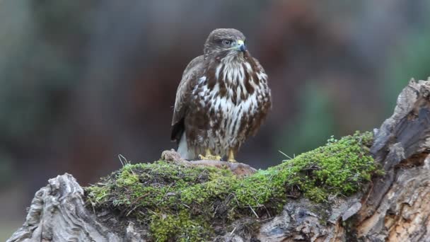 Common Buzzard Buteo Buteo — Stock Video