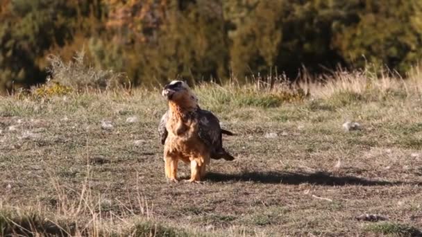 Lammergeier Gypaetus Barbatus Pemulung — Stok Video