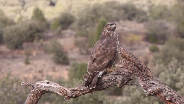 Vanlig Vråk Buteo Buteo — Stockvideo