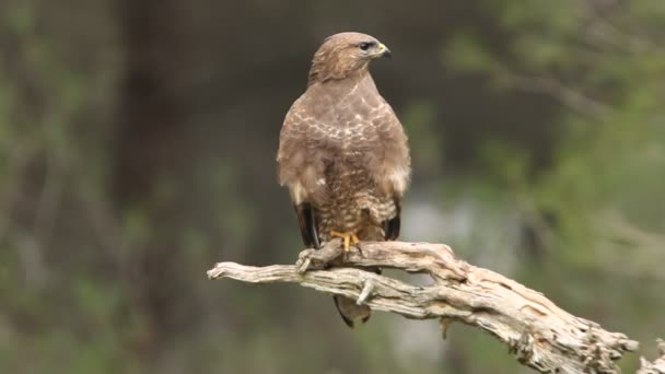 Káně Lesní Buteo Buteo — Stock video