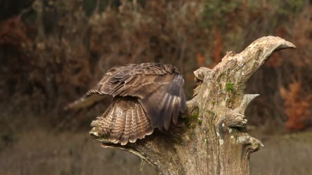 Buizerd Buteo Buteo — Stockvideo