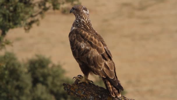 Buitre Común Buteo Buteo — Vídeos de Stock