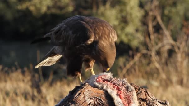 Κοινή Buzzard Buteo Buteo — Αρχείο Βίντεο