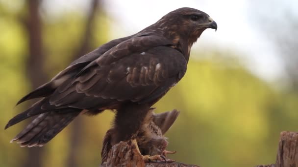 Buitre Común Buteo Buteo — Vídeo de stock