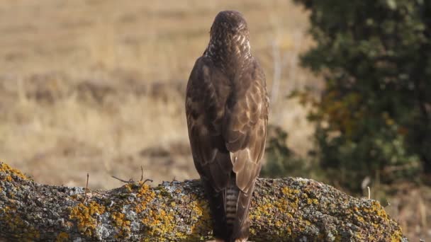 Buitre Común Buteo Buteo — Vídeo de stock