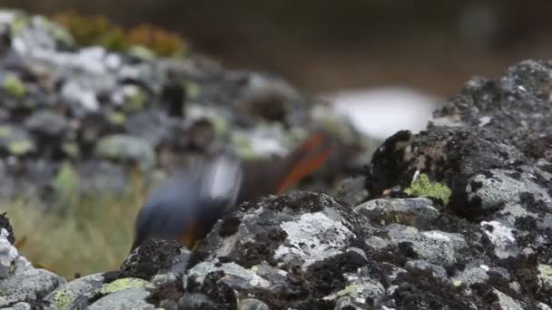 Homem Rufous Tailed Rock Thrush Monticola Saxatilis — Vídeo de Stock