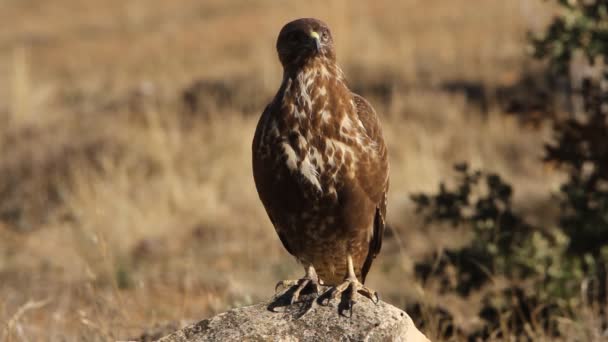 Poiana Comune Buteo Buteo — Video Stock