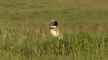 Küçük bustard, Tetrax tetrax