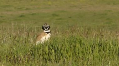 Küçük bustard, Tetrax tetrax