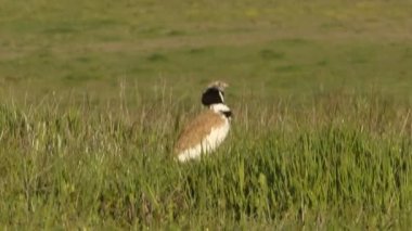 Küçük bustard, Tetrax tetrax