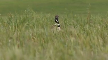 Küçük bustard, Tetrax tetrax