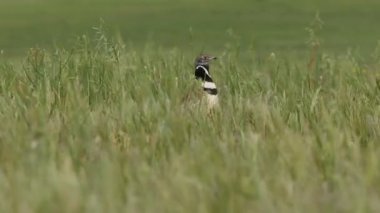 Küçük bustard, Tetrax tetrax
