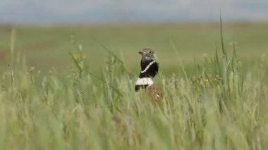 Küçük bustard, Tetrax tetrax