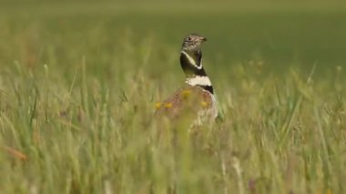 Küçük bustard, Tetrax tetrax