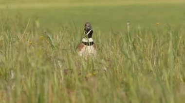 Küçük bustard, Tetrax tetrax