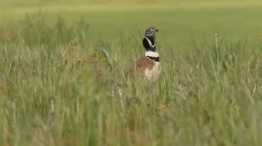 Küçük bustard, Tetrax tetrax