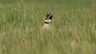 Küçük bustard, Tetrax tetrax