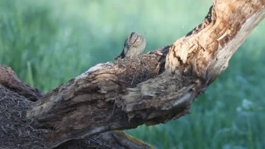 Avrasya wryneck (Jynx torquilla)