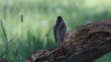 Avrasya wryneck (Jynx torquilla)