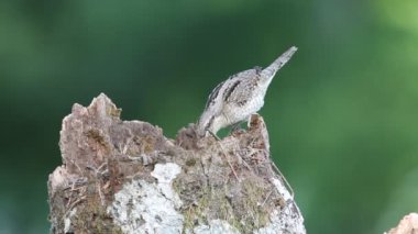 Avrasya wryneck (Jynx torquilla)