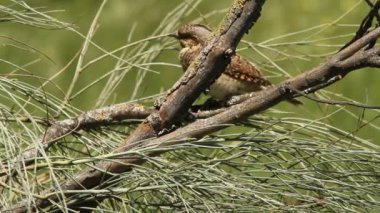 Avrasya wryneck (Jynx torquilla)